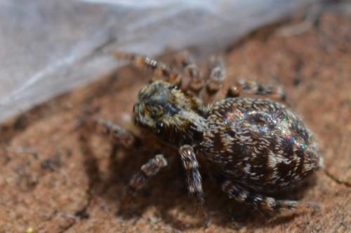 Réf. 323 249 : Pseudeuophrys erratica